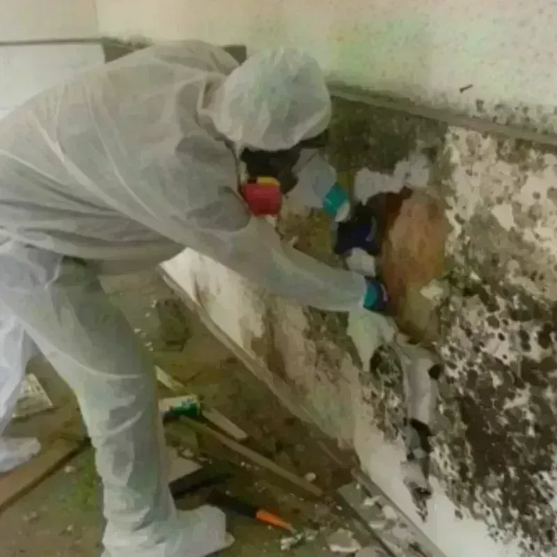 Mold Remediation and Removal in West Terre Haute, IN